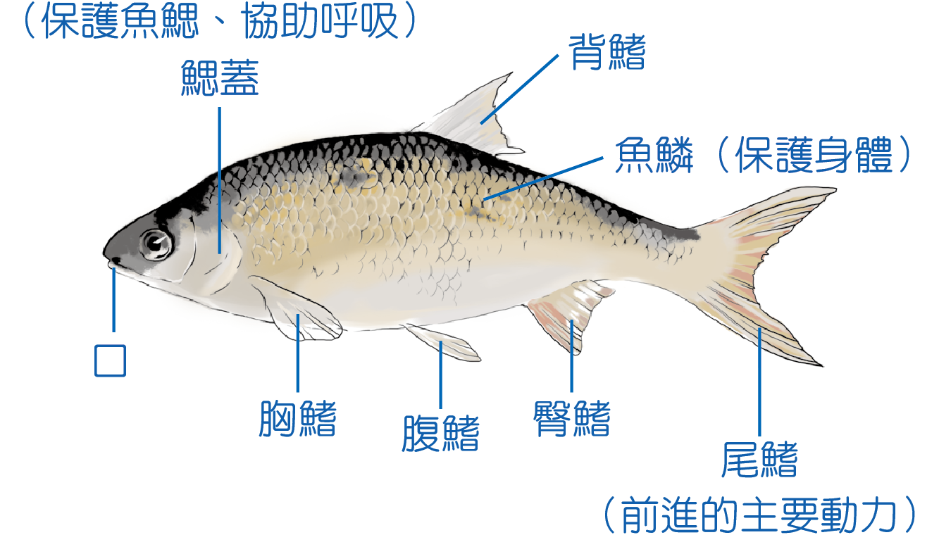 奇鼎事業股份有限公司 學習充電站 自然 魚魚構造大解密